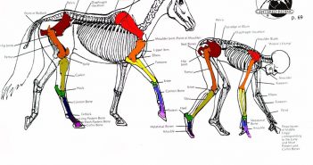 anatomia_del_caballo