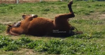 Cólico! la principal causa de muerte del caballo