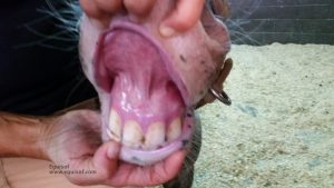 Mucosa de la boca enrojecidas y secas