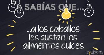 ¿Sabías que… a los caballos les gustan los alimentos dulces?
