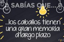 ¿Sabías que… los caballos tienen una gran memoria a largo plazo?