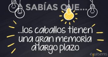 ¿Sabías que… los caballos tienen una gran memoria a largo plazo?