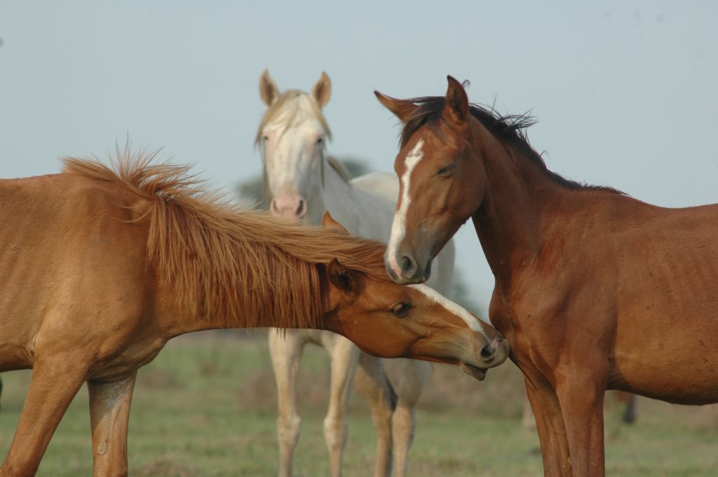 amigos