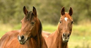 caballo-alerta