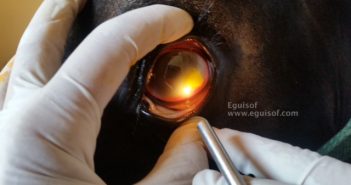 ¿Qué puede haber detrás de un ojo cerrado de un caballo?