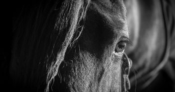 Un ojo adaptado a las necesidades de un animal de presa Visión del caballo