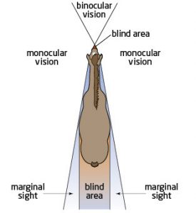 vision-caballo-angulos