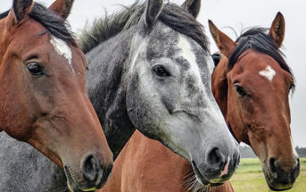 Los caballos nos piden ayuda cuando la necesitan