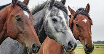 Los caballos nos piden ayuda cuando la necesitan