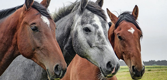 Caballos piden ayuda portada