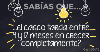 ¿Sabías que… el casco tarda entre 9 y 12 meses en crecer completamente?