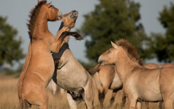 Przewalski, el último caballo salvaje