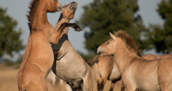 Un estudio asegura que los Przewalski no son caballos salvajes