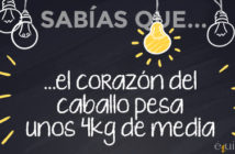 ¿Sabías que… el corazón del caballo pesa unos 4kg de media?