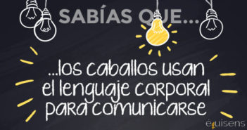 ¿Sabías que… los caballos usan el lenguaje corporal para comunicarse?