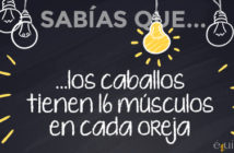 ¿Sabías que… los caballos tienen 16 músculos en cada oreja?