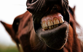 ¿Por qué los caballos necesitan ir al dentista?