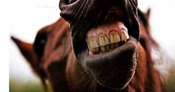 ¿Por qué los caballos necesitan ir al dentista?