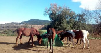 El “Slowfeeder” o Red de Alimentación Lenta