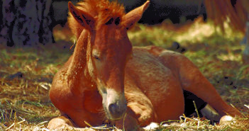 Los caballos que roncan y se tiran pedos… es que duermen tranquilos