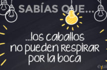 ¿Sabías que… los caballos no pueden respirar por la boca?