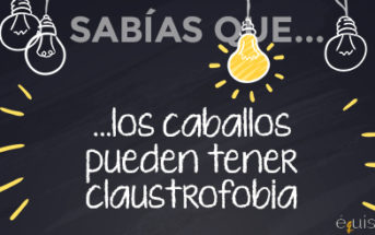 ¿Sabías que… los caballos pueden tener claustrofobia?