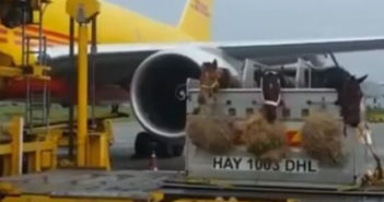 ¿Cómo viaja un caballo en avión?