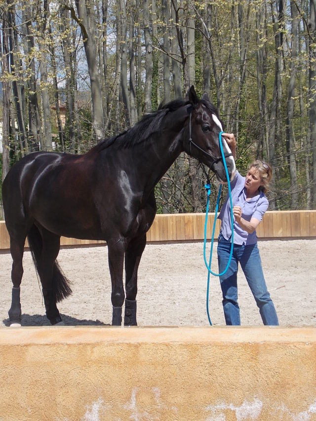 Leslie desmond villaequus Equisens