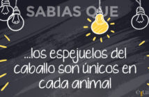 ¿Sabías que… los espejuelos del caballo son únicos en cada animal?