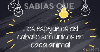 ¿Sabías que… los espejuelos del caballo son únicos en cada animal?