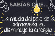 ¿Sabías que… la muda del pelo de la primavera les disminuye la energía?