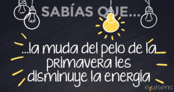 ¿Sabías que… la muda del pelo de la primavera les disminuye la energía?