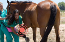 Mi caballo está cojo ¿Qué debo hacer?