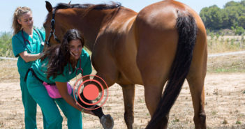 Mi caballo está cojo ¿Qué debo hacer?