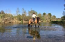 Características de un buen entrenador de caballos