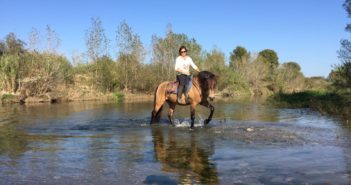 Características de un buen entrenador de caballos