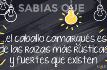 ¿Sabías que… el caballo camargués es de las razas más rústicas y fuertes que existen?
