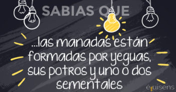 ¿Sabías que… las manadas están formadas por yeguas, sus potros y uno o dos sementales?
