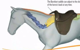 Monturas adaptables: Nueva generación de monturas adaptables al dorso y a los movimientos del caballo
