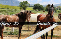 Mi caballo se ha hecho mayor