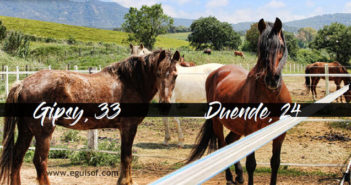 Mi caballo se ha hecho mayor