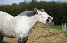 ¿Cómo saber si un caballo está estresado?