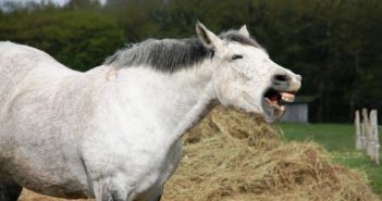 ¿Cómo saber si un caballo está estresado?