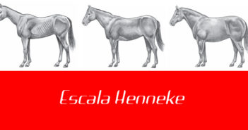 ¿Tu caballo está delgado o gordo?