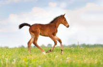 La osificación del caballo no se completa hasta los 5 años