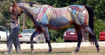 La importancia de la musculatura del core del caballo