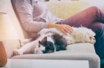 Los animales de compañía dejan de ser cosas