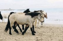 El Garraf acoge caballos recuperados