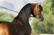 Tengo que castrar a mi caballo. ¿Qué debo saber?