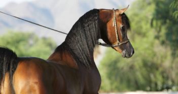 Tengo que castrar a mi caballo. ¿Qué debo saber?